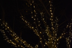 Holiday Tree Lighting in Warm White LEDs
