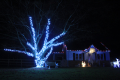 Cool white wrapped tree paired with Candy Cane Roofline for a bold and beautiful display.
